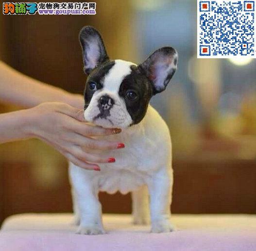 狗狗一天不吃东西了：主人该如何应对？