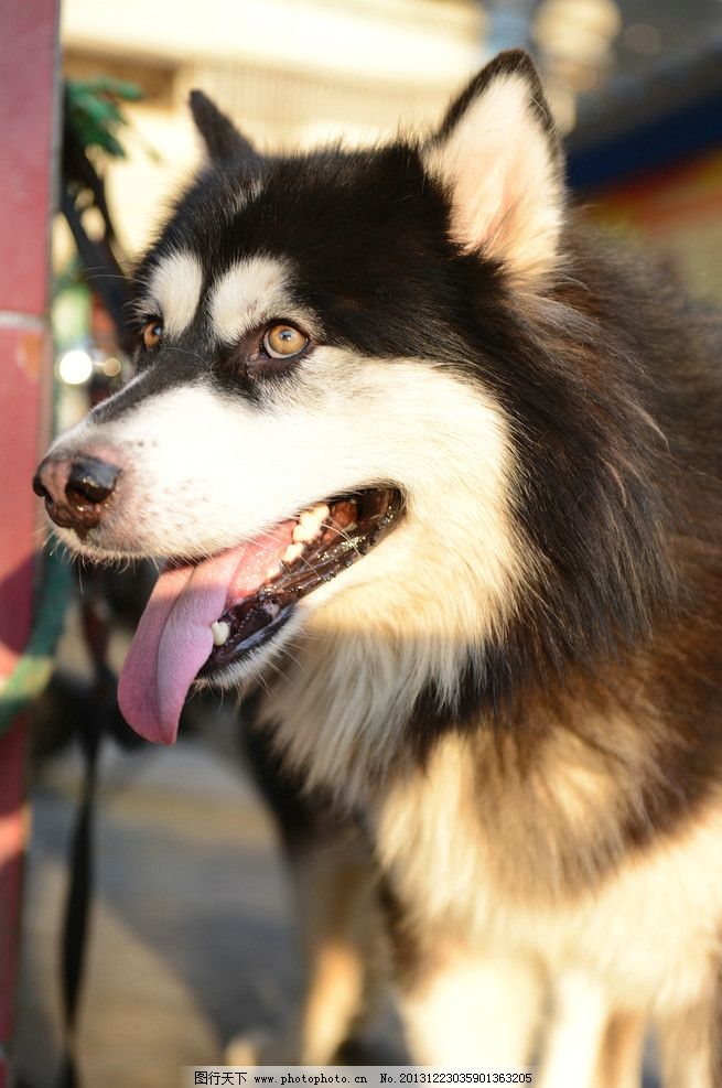 狗狗拉屎的规律