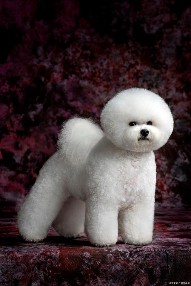 睡着时猫尿床什么原因？揭开宠物小秘密